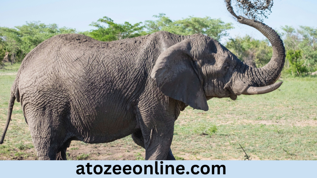 ELEPHANT INSURANCE