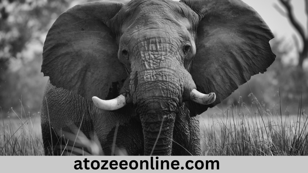 ELEPHANT INSURANCE