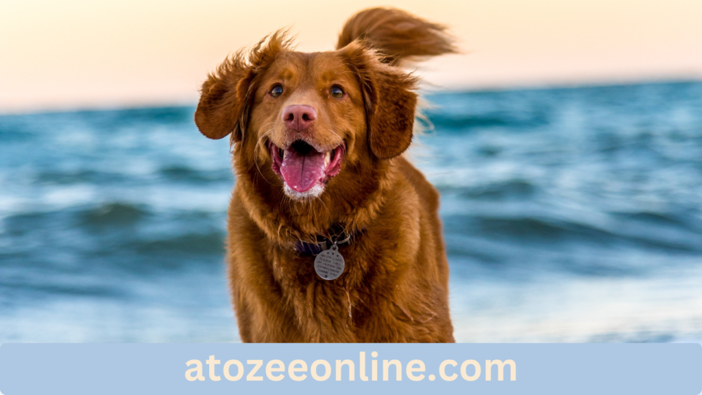 Top Dog Movies on Netflix