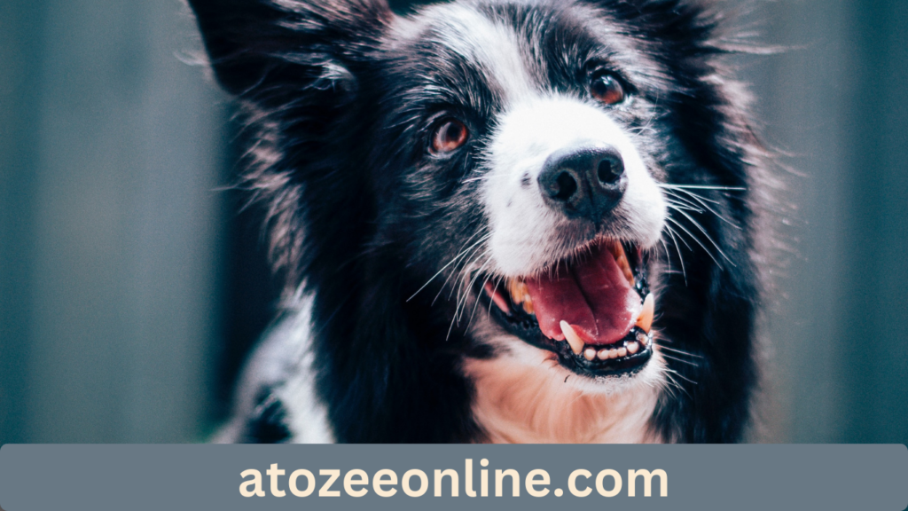 Top Dog Movies on Netflix