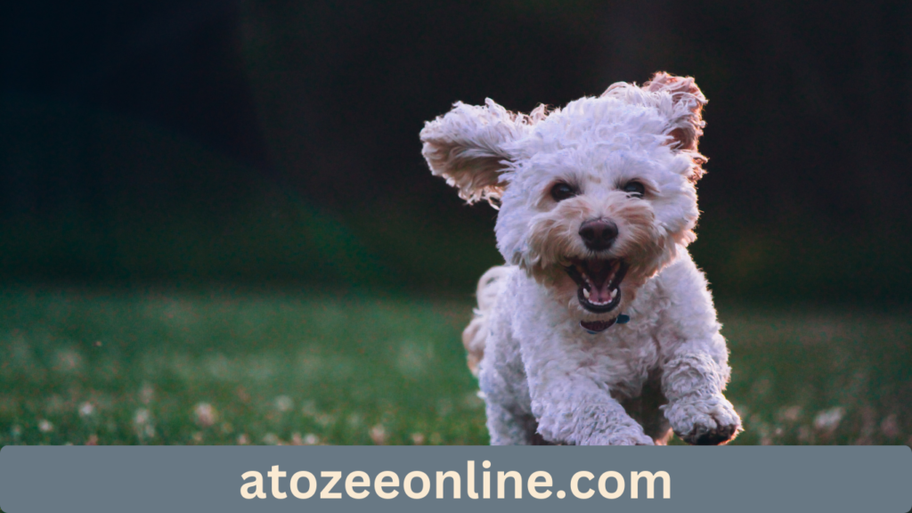 Top Dog Movies on Netflix