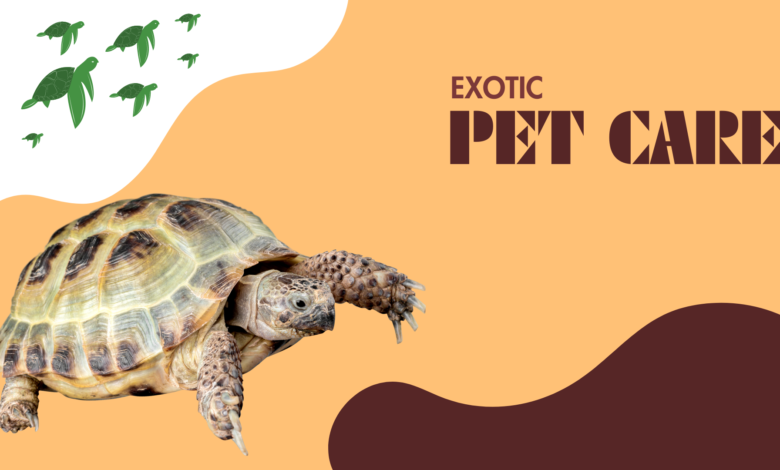 Comprehensive Guide to Caring for Exotic Pets