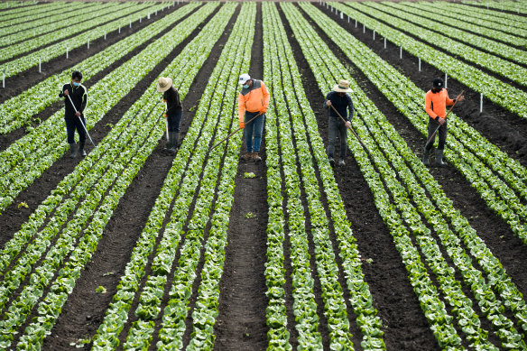 Farm Work Jobs for Teens