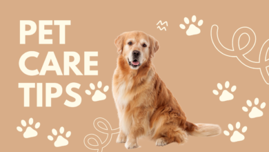 11 Pet Care Tips