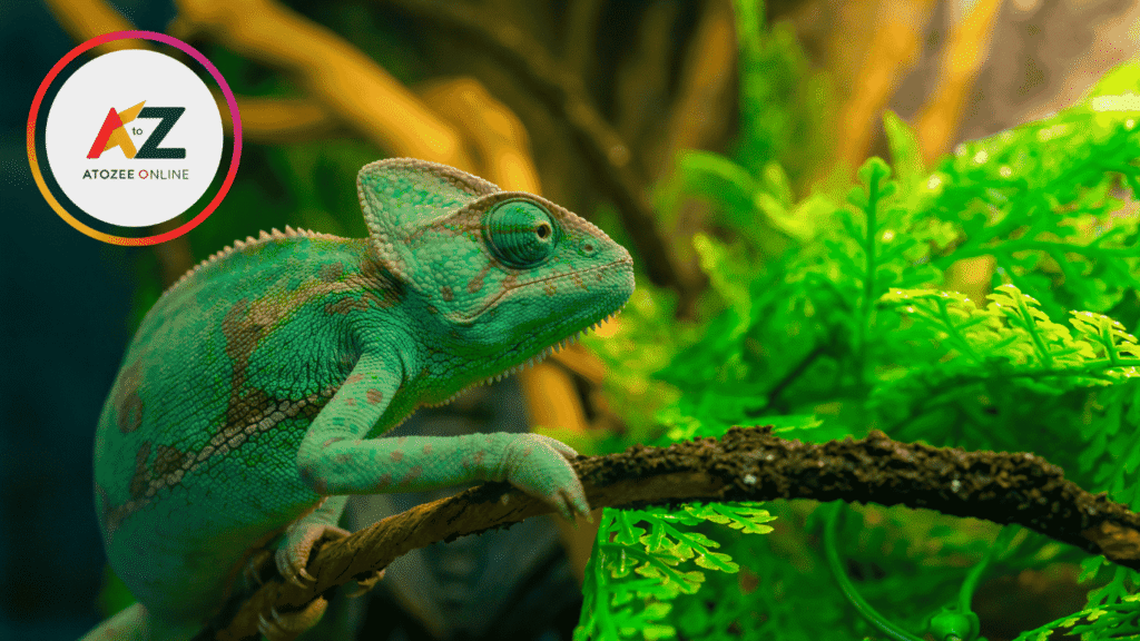 Comprehensive Guide to Caring for Exotic Pets