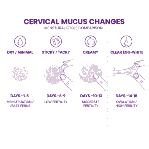 Cervical mucus changes chart showing fertility signs from dry to egg-white consistency throughout cycle
